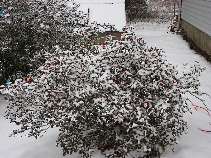2008-12-07_First_Snow 005.jpg